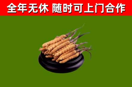 黎川烟酒回收冬虫夏草.jpg